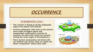 OCCURRENCE
EUKARYOTIC CELL
 The nucleus is found in all the eukaryotic
cells of the plants and animals.
 Certain eukaryotic cells such as the mature
sieve tubes of higher plants and
mammaliam erythrocytes contain no
nucleus.( In such cells nuclei are present
during the early stages of development ).
 Since mature mammalian red blood cells
are without any nuclei, they are called red
blood “corpuscles” rather than cells.
 