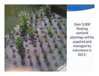 Over 5,000
    floating
    wetland
plantings will be
  supplied and
  managed by
  volunteers in
     2011!
 