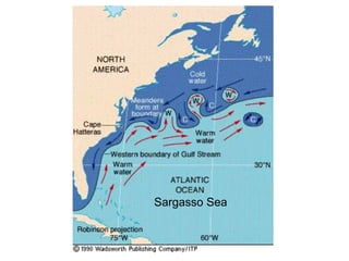 Sargasso Sea
 