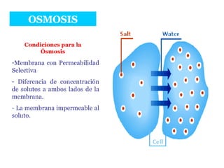 OSMOSIS Membrana con Permeabilidad Selectiva Diferencia de concentración de solutos a ambos lados de la membrana. La membrana impermeable al soluto. Condiciones para la Ósmosis 