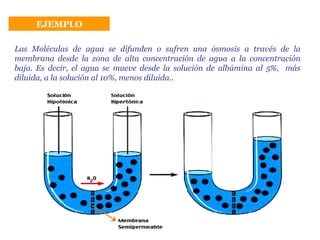 EJEMPLO Las Moléculas de agua se difunden o sufren una ósmosis a través de la membrana desde la zona de alta concentración de agua a la concentración baja. Es decir, el agua se mueve desde la solución de albúmina al 5%,  más diluida, a la solución al 10%, menos diluida.. 