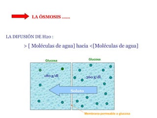 LA ÓSMOSIS …… LA DIFUSIÓN DE H20 :  > [ Moléculas de agua] hacia <[Moléculas de agua] Glucosa Glucosa Membrana permeable a glucosa 180 g/dl 360 g/dl Soluto 