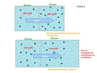 Glucosa Glucosa Membrana permeable al agua pero no  a la glucosa 180 g/dl 360 g/dl Agua Glucosa Glucosa Membrana permeable a glucosa 270 g/dl 270 g/dl Caso 2 Agua Esto se acompaña de variaciones en el volumen 