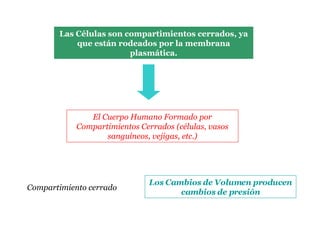 Las Células son compartimientos cerrados, ya que están rodeados por la membrana plasmática. El Cuerpo Humano Formado por Compartimientos Cerrados (células, vasos sanguíneos, vejigas, etc.) Compartimiento cerrado Los Cambios de Volumen producen cambios de presión 