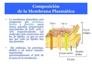 Composición de la Membrana Plasmática La membrana plasmática está compuesta por  proteínas ,  lípidos  y  glúcidos , cuyas masas guardan proporciones aproximadas de 50%, 40% y 10% respectivamente. Las moléculas más numerosas son las de lípidos, ya que se cree que por cada 50 lípidos hay una proteína. Sin embargo, las proteínas, debido a su mayor tamaño, representan aproximadamente el 50% de la masa de la membrana .  