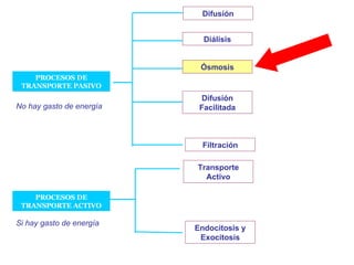 PROCESOS DE TRANSPORTE PASIVO PROCESOS DE TRANSPORTE ACTIVO No hay gasto de energía Si hay gasto de energía Difusión Diálisis Ósmosis Difusión Facilitada Filtración Transporte Activo Endocitosis y Exocitosis 