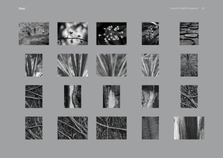 PansakChin B&W Photography 36Plant
 