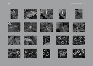 PansakChin B&W Photography 39Plant
 