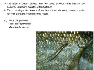  The body is clearly divided into two parts: anterior small and narrow;
posterior larger and broader, often flattened
 The most diagnostic feature of leeches is their alimentary canal, adapted
for their large and frequent blood meals
e.g. Piscicola geometra
Placobdella parasitica
Macrobdella decora
 