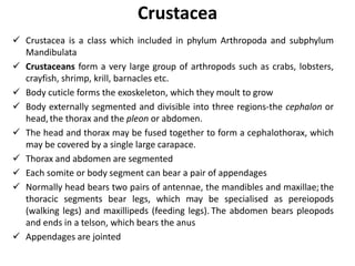 Crustacea
 Crustacea is a class which included in phylum Arthropoda and subphylum
Mandibulata
 Crustaceans form a very large group of arthropods such as crabs, lobsters,
crayfish, shrimp, krill, barnacles etc.
 Body cuticle forms the exoskeleton, which they moult to grow
 Body externally segmented and divisible into three regions-the cephalon or
head,the thorax and the pleon or abdomen.
 The head and thorax may be fused together to form a cephalothorax, which
may be covered by a single large carapace.
 Thorax and abdomen are segmented
 Each somite or body segment can bear a pair of appendages
 Normally head bears two pairs of antennae, the mandibles and maxillae;the
thoracic segments bear legs, which may be specialised as pereiopods
(walking legs) and maxillipeds (feeding legs). The abdomen bears pleopods
and ends in a telson, which bears the anus
 Appendages are jointed
 