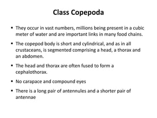 Class Copepoda
 They occur in vast numbers, millions being present in a cubic
meter of water and are important links in many food chains.
 The copepod body is short and cylindrical, and as in all
crustaceans, is segmented comprising a head, a thorax and
an abdomen.
 The head and thorax are often fused to form a
cephalothorax.
 No carapace and compound eyes
 There is a long pair of antennules and a shorter pair of
antennae
 