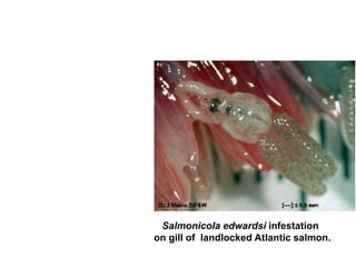 Salmonicola edwardsi infestation
on gill of landlocked Atlantic salmon.
 