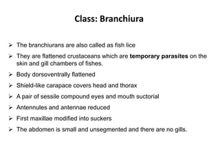 Class: Branchiura
 The branchiurans are also called as fish lice
 They are flattened crustaceans which are temporary parasites on the
skin and gill chambers of fishes.
 Body dorsoventrally flattened
 Shield-like carapace covers head and thorax
 A pair of sessile compound eyes and mouth suctorial
 Antennules and antennae reduced
 First maxillae modified into suckers
 The abdomen is small and unsegmented and there are no gills.
 