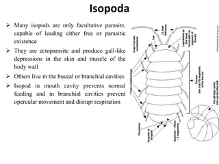 Isopoda
 Many isopods are only facultative parasite,
capable of leading either free or parasitic
existence
 They are ectoparasite and produce gall-like
depressions in the skin and muscle of the
body wall
 Others live in the buccal or branchial cavities
 Isopod in mouth cavity prevents normal
feeding and in branchial cavities prevent
opercular movement and disrupt respiration
 