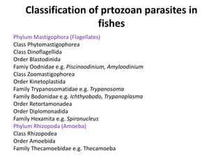 Classification of prtozoan parasites in
fishes
Phylum Mastigophora (Flagellates)
Class Phytomastigophorea
Class Dinoflagellida
Order Blastodinida
Famiy Oodnidae e.g. Piscinoodinium, Amyloodinium
Class Zoomastigophorea
Order Kinetoplastida
Family Trypanosomatidae e.g. Trypanosoma
Family Bodonidae e.g. Ichthyobodo, Trypanoplasma
Order Retortamonadea
Order Diplomonadida
Family Hexamita e.g. Spironucleus
Phylum Rhizopoda (Amoeba)
Class Rhizopodea
Order Amoebida
Family Thecamoebidae e.g. Thecamoeba
 