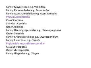 Family Mayorellidae e.g. Venillifera
Family Paramoebidae e.g. Paramoeba
Family Acanthamoebidae e.g. Acanthamoeba
Phylum Apicomplexa
Class Sporozoa
Sub-class Coccidia
Order Adoleida
Family Haemogregarinidae e.g. Haemogregarina
Order Eimeriida
Family Cryptosporidiidae e.g. Cryptosporidium
Family Eimeriidae e.g. Eimeria
Phylum Microsora (Microsporidia)
Class Microsporea
Order Microsporidia
Family Glugeidae e.g. Glugea
 