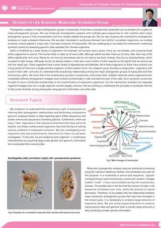 University of Tsukuba | Center for Computational Sciences
https://www.ccs.tsukuba.ac.jp/
Division of Life Science: Molecular Evolution Group
Research Topics
Phylogenetic analysis of major phylogenetic groups in eukaryotes: It has been proposed that eukaryotes can be divided into roughly six
major phylogenetic groups. We use molecular phylogenetic analysis with multiple gene sequences to infer whether each major
phylogenetic group is truly monophyletic and how closely related the groups are. We are also studying the methods for phylogenetic
analyses to make unbiased inferences. We are also interested in symbiosis between two distinct unicellular organisms, as multiple
symbiotic events played a major role in the early evolution of eukaryotes. We are challenging to elucidate the mechanism underlying
symbiotic events by assessing genomic data sampled from diverse organisms.
Earth is inhabited by a wide variety of organisms. For example, we humans have a spine, move our own bodies, and consume foods
(other organisms) to survive. The human body is made up of many cells. Although plants are also made up of many cells, their way of life
differs significantly from ours. Plants do not move by themselves and do not need to eat food. Instead, they live by photosynthesis, which
is based on light energy. Although we do not always realize it, there are a vast number of other species on the planet that we cannot see
with the naked eye. These organisms have a wide variety of appearances and lifestyles. All of these organisms on Earth have evolved over
a long period of time from a single primitive organism to their present forms. Our research group focuses on eukaryotes—organisms with
nuclei in their cells—and aims to understand the evolutionary relationships among the major phylogenetic groups of eukaryotes and their
evolutionary paths. We know that in the evolutionary process of eukaryotes, there have been multiple instances where organisms from
completely different phylogenetic lineages have evolved symbiotically in cells and become part of the cells. Such symbiotic events are
thought to have contributed substantially to the diversification of eukaryotic organisms, but the mechanism whereby two separate
organism lineages fuse into a single organism remains largely unknown. We are working to understand the principles of symbiosis that led
to the current diversity among eukaryotes using genomic information and other data.
We endeavor to understand the evolutionary path of eukaryotes by
inferring their phylogenetic relationships and performing comparative
genomic analyses based on data regarding gene (DNA) sequences and
protein amino-acid sequences of existing species. Furthermore, there are
many “new” organisms in the natural environment that have yet to be
studied, and these undiscovered organisms may hold the key to solving
various problems in eukaryotic evolution. We are investigating such
organisms that are evolutionarily important but have not yet been
investigated. To this end, we are analyzing each organism’ s evolutionary
characteristics by acquiring large-scale genetic and genomic information
from eukaryotes from various phyla.
Molecular phylogenetic analysis requires statistical processing
using the maximum likelihood method, and computers are used for
this purpose. In a nucleotide or amino-acid sequence, “signals”
corresponding to past evolutionary events and random changes
(called “noise” ) have accumulated during the evolutionary
process. The problem lies in the fact that the amount of noise in the
sequence increases over time, while the amount of signal
decreases. Therefore, to accurately infer the relationship between
major eukaryotic phylogenetic groups that may have diverged in
the distant past, it is necessary to analyze large amounts of
sequence data. We are using supercomputers to analyze
transcriptome data and genome data to handle large amounts of
data containing complex genetic information.
Fig.1 Main lineages of eukaryotes
Group Leader: INAGAKI Yuji, Professor, Ph.D.
Fig.2 Example of a unicellular eukaryote that coexists with bacteria (arrows)
 