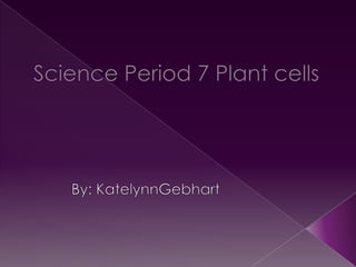 Pd7 plant cells katelynng