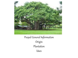 Peepal General Information
Origin
Plantation
Uses
 