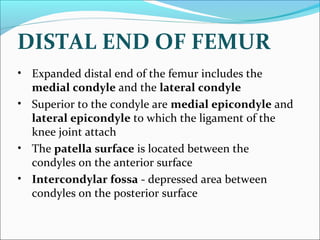 DISTAL END OF FEMUR
• Expanded distal end of the femur includes the
medial condyle and the lateral condyle
• Superior to the condyle are medial epicondyle and
lateral epicondyle to which the ligament of the
knee joint attach
• The patella surface is located between the
condyles on the anterior surface
• Intercondylar fossa - depressed area between
condyles on the posterior surface
 