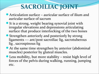 SACROILIAC JOINT
Articulation surface – auricular surface of ilium and
auricular surface of sacrum
It is a strong, weight bearing synovial joint with
irregular elevations and depressions articulating
surface that produce interlocking of the two bones
Strengthen anteriorly and posteriorly by strong
ligaments --- ant/post sacroiliac lig, sacrotuberous
lig , sacrospinous lig
At the same time strengthen by anterior (abdominal
muscles) posterior by gluteal muscles.
Less mobility, but more stability – resist high level of
forces of the pelvis during walking, running, jumping
etc.
 