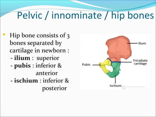  Hip bone consists of 3
bones separated by
cartilage in newborn :
- ilium : superior
- pubis : inferior &
anterior
- ischium : inferior &
posterior
Pelvic / innominate / hip bones
 