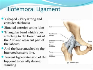 Iliofemoral Ligament
Y shaped - Very strong and
consider thickness
Situated anterior to the joint
Triangular band which apex
attaching to the lower part of
the AIIS and adjacent part of
the labrum
And the base attached to the
intertrochanteric line.
Prevent hyperextension of the
hip joint especially during
standing
 