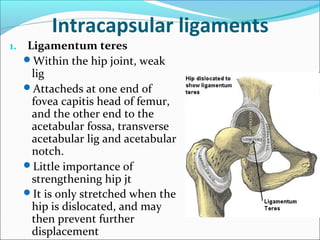 Intracapsular ligaments
1. Ligamentum teres
Within the hip joint, weak
lig
Attacheds at one end of
fovea capitis head of femur,
and the other end to the
acetabular fossa, transverse
acetabular lig and acetabular
notch.
Little importance of
strengthening hip jt
It is only stretched when the
hip is dislocated, and may
then prevent further
displacement
 