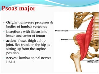 Psoas major
- Origin :transverse processes &
bodies of lumbar vertebrae
- insertion : with iliacus into
lesser trochanter of femur
- action : flexes thigh at hip
joint, flex trunk on the hip as
sitting up from the supine
position
- nerves : lumbar spinal nerves
L2-L3
 