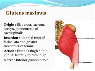 Gluteus maximus
- Origin : iliac crest, sacrum,
coccyx, aponeurosis of
sacrospinalis
- Insertion : iliotibial tract of
fasiae lata and greater
trochanter of femur
- Action : Extends thigh at hip
joint & lateraly rotates thigh
- Nerve : Inferior gluteal nerve
 