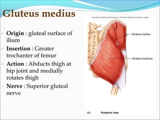 Gluteus medius
- Origin : gluteal surface of
ilium
- Insertion : Greater
trochanter of femur
- Action : Abducts thigh at
hip joint and medially
rotates thigh
- Nerve : Superior gluteal
nerve
 