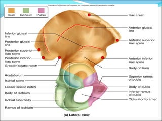 Pelvic girdle, Femur, Sacroiliac joint and Hip Joint