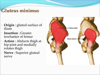 Gluteus minimus
- Origin : gluteal surface of
ilium
- Insertion : Greater
trochanter of femur
- Action : Abducts thigh at
hip joint and medially
rotates thigh
- Nerve : Superior gluteal
nerve
 