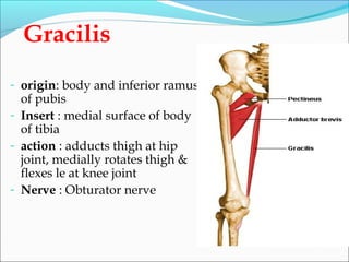 Gracilis
- origin: body and inferior ramus
of pubis
- Insert : medial surface of body
of tibia
- action : adducts thigh at hip
joint, medially rotates thigh &
flexes le at knee joint
- Nerve : Obturator nerve
 