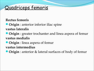 Quadriceps femoris
Rectus femoris
Origin : anterior inferior iliac spine
vastus lateralis
Origin : greater trochanter and linea aspera of femur
vastus medialis
Origin : linea aspera of femur
vastus intermedius
Origin : anterior & lateral surfaces of body of femur
 