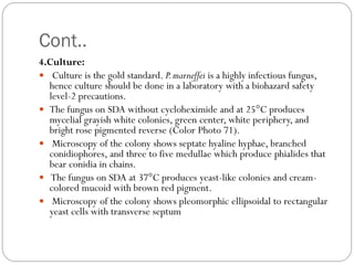 Cont..
4.Culture:
 Culture is the gold standard. P.marneffei is a highly infectious fungus,
hence culture should be done in a laboratory with a biohazard safety
level-2 precautions.
 The fungus on SDA without cycloheximide and at 25°C produces
mycelial grayish white colonies, green center, white periphery, and
bright rose pigmented reverse (Color Photo 71).
 Microscopy of the colony shows septate hyaline hyphae, branched
conidiophores, and three to five medullae which produce phialides that
bear conidia in chains.
 The fungus on SDA at 37°C produces yeast-like colonies and cream-
colored mucoid with brown red pigment.
 Microscopy of the colony shows pleomorphic ellipsoidal to rectangular
yeast cells with transverse septum
 