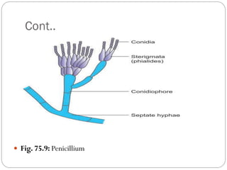 Cont..
 Fig. 75.9: Penicillium
 