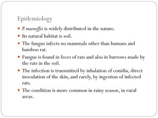 Epidemiology
 P.marneffei is widely distributed in the nature.
 Its natural habitat is soil.
 The fungus infects no mammals other than humans and
bamboo rat.
 Fungus is found in feces of rats and also in burrows made by
the rats in the soil.
 The infection is transmitted by inhalation of conidia, direct
inoculation of the skin, and rarely, by ingestion of infected
rats.
 The condition is more common in rainy season, in rural
areas.
 