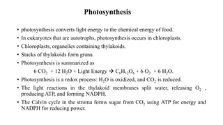 Photosynthesis
• photosynthesis converts light energy to the chemical energy of food.
• In eukaryotes that are autotrophs, photosynthesis occurs in chloroplasts.
• Chloroplasts, organelles containing thylakoids.
• Stacks of thylakoids form grana.
• Photosynthesis is summarized as
6 CO2 + 12 H2O + Light Energy  C6H12O6 + 6 O2 + 6 H2O.
• Photosynthesis is a redox process: H2O is oxidized, and CO2 is reduced.
• The light reactions in the thylakoid membranes split water, releasing O2 ,
producing ATP, and forming NADPH.
• The Calvin cycle in the stroma forms sugar from CO2 using ATP for energy and
NADPH for reducing power.
 