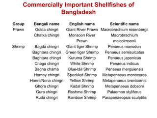 Commercially Important Shellfishes of
Bangladesh
Group Bengali name English name Scientific name
Prawn Golda chingri Giant River Prawn Macrobrachium rosenbergii
Chatka chingri Monsoon River
Prawn
Macrobrachium
malcolmsonii
Shrimp Bagda chingri Giant tiger Shrimp Penaeus monodon
Baghtara chingri Green tiger Shrimp Penaeus semisulcatus
Baghtara chingri Kuruma Shrimp Penaeus japonicus
Chaga chingri White Shrimp Penaeus indicus
Bagha chama Blue-tail Shrimp Penaeus merguiensis
Horney chingri Speckled Shrimp Metapenaeus monoceros
Honni/Nona chingri Yellow Shrimp Metapenaeus brevicornis
Ghora chingri Kadal Shrimp Metapenaeus dobsoni
Gura chingri Roshma Shrimp Palaemon styliferus
Ruda chingri Rainbow Shrimp Parapenaeopsis sculptilis
 