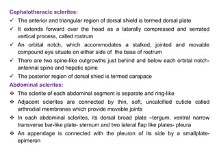 Cephalothoracic sclerites:
 The anterior and triangular region of dorsal shield is termed dorsal plate
 It extends forward over the head as a laterally compressed and serrated
vertical process, called rostrum
 An orbital notch, which accommodates a stalked, jointed and movable
compound eye situate on either side of the base of rostrum
 There are two spine-like outgrowths just behind and below each orbital notch-
antennal spine and hepatic spine
 The posterior region of dorsal shied is termed carapace
Abdominal sclerites:
 The sclerite of each abdominal segment is separate and ring-like
 Adjacent sclerites are connected by thin, soft, uncalcified cuticle called
arthrodial membranes which provide movable joints
 In each abdominal sclerites, its dorsal broad plate –tergum, ventral narrow
transverse bar-like plate- sternum and two lateral flap like plates- pleura
 An appendage is connected with the pleuron of its side by a smallplate-
epimeron
 