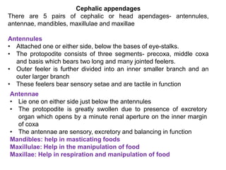 Cephalic appendages
There are 5 pairs of cephalic or head apendages- antennules,
antennae, mandibles, maxillulae and maxillae
Antennules
• Attached one or either side, below the bases of eye-stalks.
• The protopodite consists of three segments- precoxa, middle coxa
and basis which bears two long and many jointed feelers.
• Outer feeler is further divided into an inner smaller branch and an
outer larger branch
• These feelers bear sensory setae and are tactile in function
Antennae
• Lie one on either side just below the antennules
• The protopodite is greatly swollen due to presence of excretory
organ which opens by a minute renal aperture on the inner margin
of coxa
• The antennae are sensory, excretory and balancing in function
Mandibles: help in masticating foods
Maxillulae: Help in the manipulation of food
Maxillae: Help in respiration and manipulation of food
 