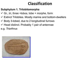 Classification
Subphylum 1. Trilobitomorpha
 Gr., tri, three +lobos, lobe + morphe, form
 Extinct Trilobites. Mostly marine and bottom-dwellers
 Body 3-lobed, due to 2 longitudinal furrows
 Head distinct. Probably 1 pair of antennae
e.g. Triarthrus
 