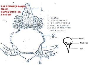 Head
Nucleus
Tail
 