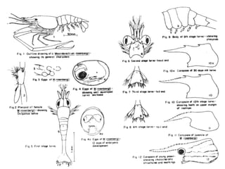 arthropoda Phylum 