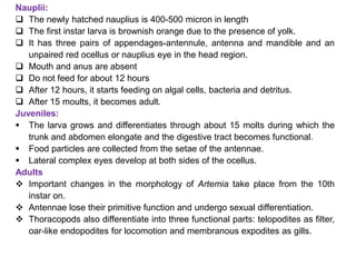 Nauplii:
 The newly hatched nauplius is 400-500 micron in length
 The first instar larva is brownish orange due to the presence of yolk.
 It has three pairs of appendages-antennule, antenna and mandible and an
unpaired red ocellus or nauplius eye in the head region.
 Mouth and anus are absent
 Do not feed for about 12 hours
 After 12 hours, it starts feeding on algal cells, bacteria and detritus.
 After 15 moults, it becomes adult.
Juveniles:
 The larva grows and differentiates through about 15 molts during which the
trunk and abdomen elongate and the digestive tract becomes functional.
 Food particles are collected from the setae of the antennae.
 Lateral complex eyes develop at both sides of the ocellus.
Adults
 Important changes in the morphology of Artemia take place from the 10th
instar on.
 Antennae lose their primitive function and undergo sexual differentiation.
 Thoracopods also differentiate into three functional parts: telopodites as filter,
oar-like endopodites for locomotion and membranous expodites as gills.
 