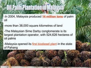 Oil Palm Plantation in Malaysia - In 2004, Malaysia produced  14 million tons  of palm oil -more than 38,000 square kilometres of land -The Malaysian Sime Darby conglomerate is its largest plantation operator, with 524,626 hectares of oil palms -Malaysia opened its  first biodiesel plant  in the state of Pahang 