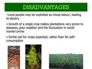 DISADVANTAGES Local people may be exploited as cheap labour, leading to slavery Growth of a single crop makes plantations very prone to diseases, poor weather and the fluctuation in world market prices Fertile soil for crops exported, rather than for self-consumption 