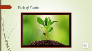 Parts of Plants
 