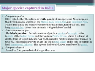 1. Pampus argentus
Often called either the silver or white pomfret, is a species of Pampus genus
that lives in coastal waters off the Middle East, South Asia, and Southeast Asia.
Fish of this family are characterized by their flat bodies, forked tail fins, and
long pectoral fins. Lower lobe of caudal > Upper lobe of caudal.
2. Parastromateus niger
The black pomfret, Parastromateus niger, is a species of carangid native
to reefs of the Indian Ocean and the western Pacific Ocean, where it is found at
depths from 15 to 105 m (49 to 344 ft), though it is rarely found deeper than 40 m
(130 ft). This species grows to 75 cm (30 in) in total length and is very important to
local commercial fisheries. This species is the only known member of its genus.
3. Pampus chinensis
Same like P. argentus but a lot larger than size.
 